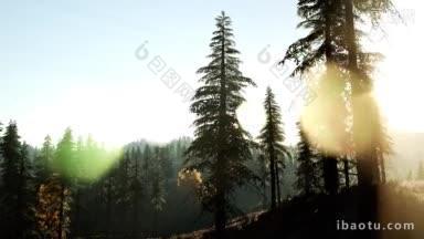 清晨的光和雾在树林中飘荡